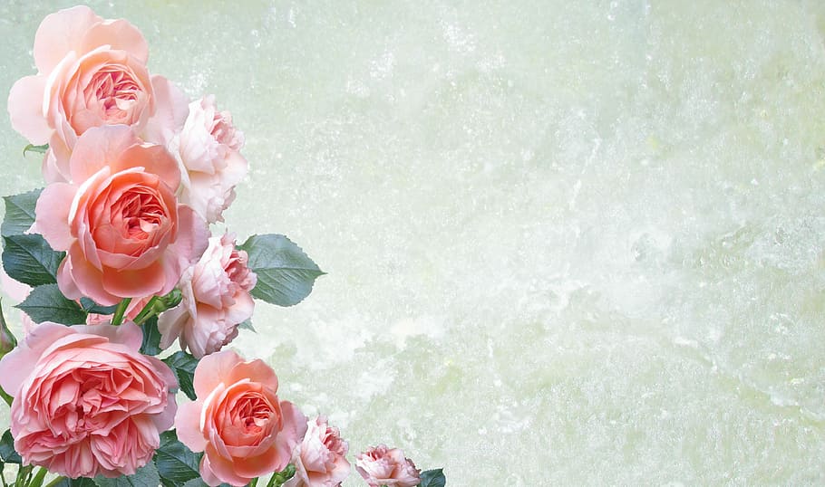 pink roses wallpaper, greeting card, flower, rose, floral, decoration, gift, flowering plant, rose - flower, plant