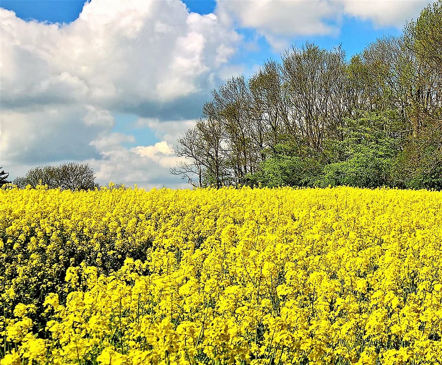 field of rapeseeds, rape blossom, yellow, bright, spring, nature, oil plant, bees, sweetness, plant