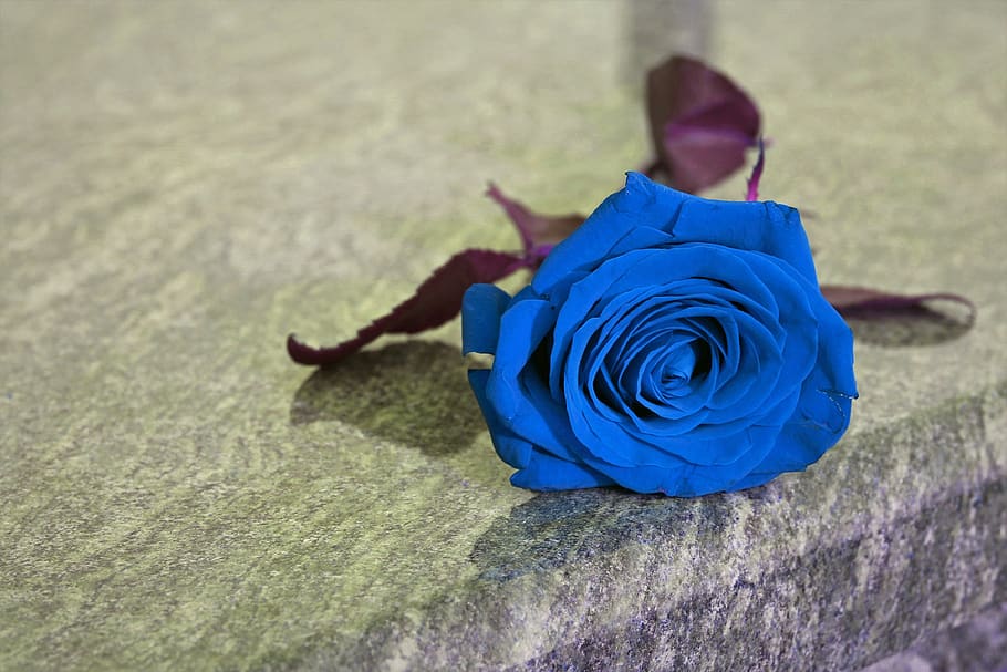 blue rose on grave, lost love, missing, remembering, symbol, flower, grey marble, gravestone, condolence, outdoor