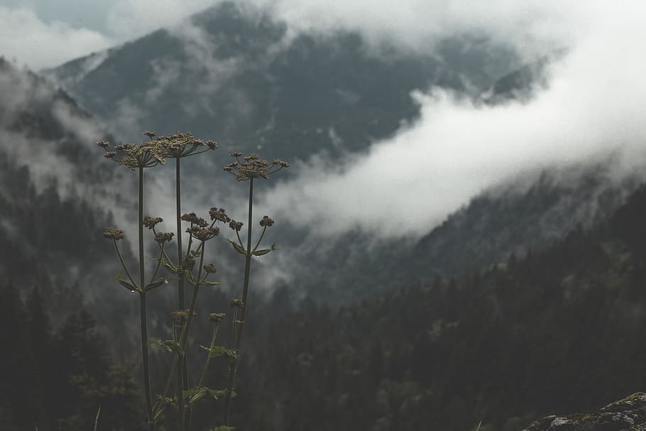 landscape, scenic, clouds, mountain, forest, cloudy, weather, nature, plant, blossom