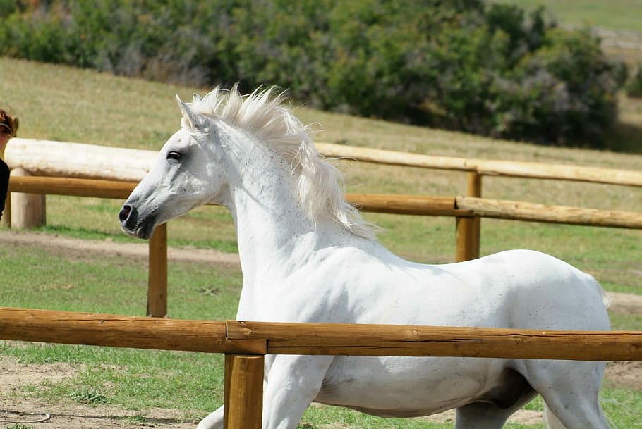 farm, horse, animal, stallion, equine, mane, gelding, beautiful, liberty, purebred