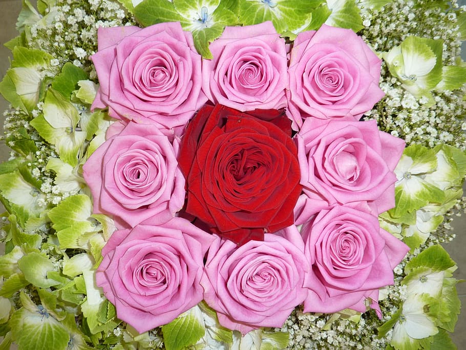 pink, red, Roses, Flower, Blossom, Bloom, flowers, romance, romantic, valentine