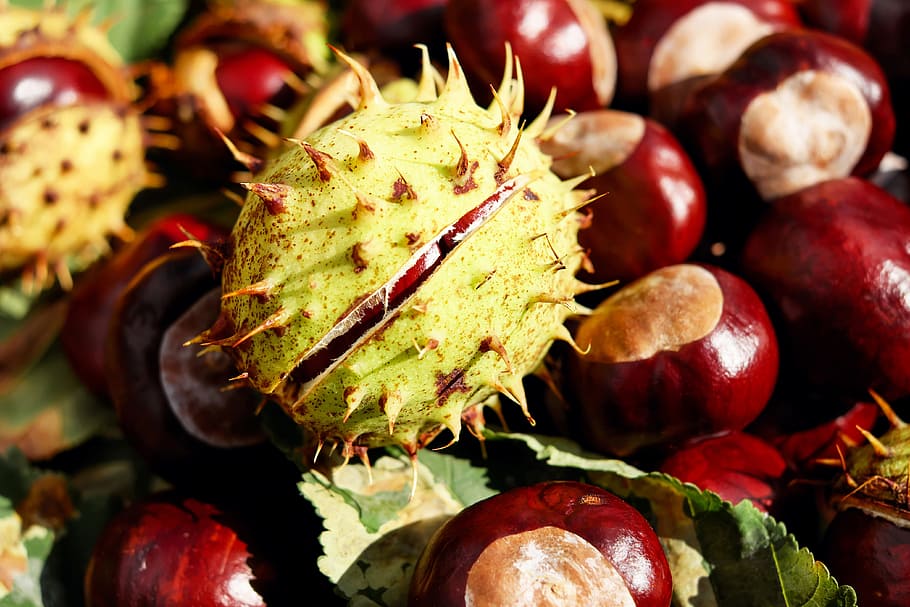 yellow, red, dragon fruit, chestnut, buckeye, red buckeye, spur, autumn, food, food and drink