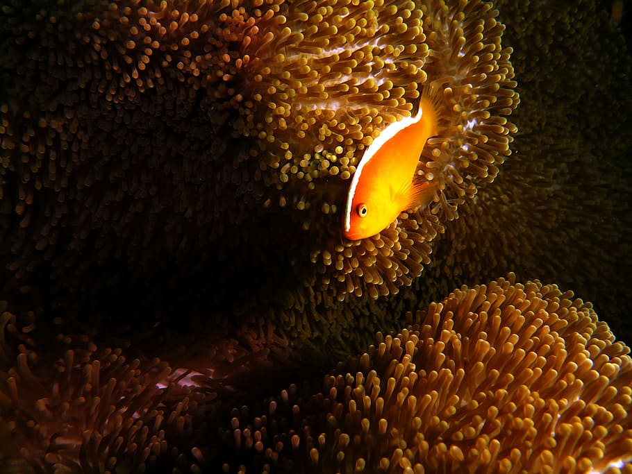 orange, fish, sea anemone, anemone fish, anemone, sea, underwater, tropical, ocean, reef