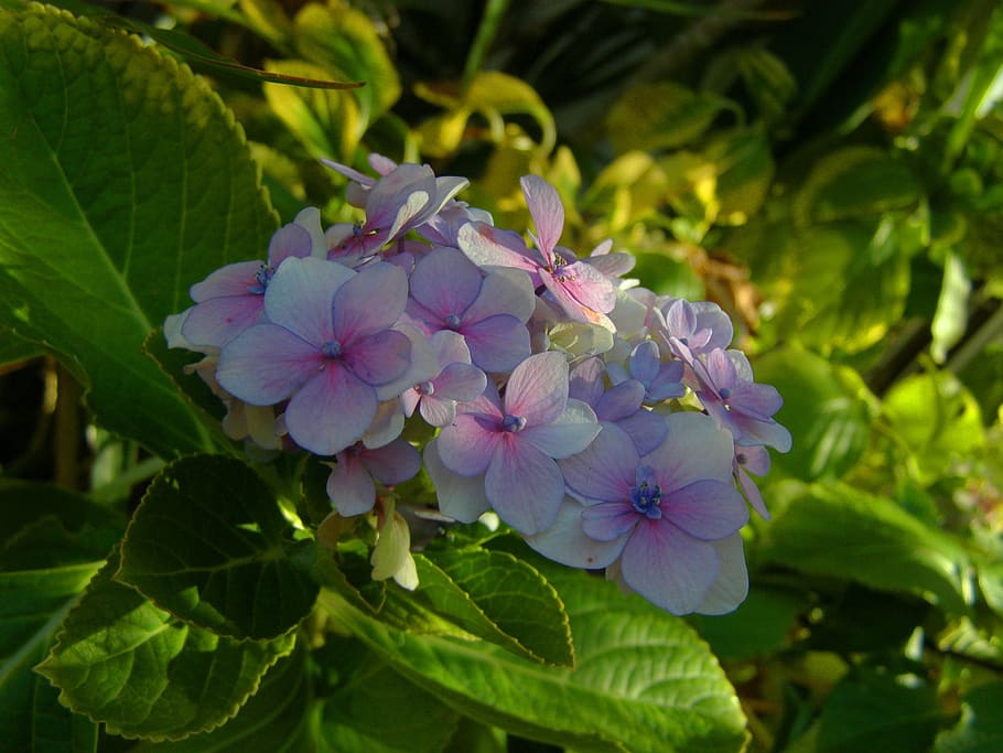 hortensia, jardín, primavera, naturaleza, hermosa hortensia, flores azules,  hojas, verde, Flor, planta floreciente | Pxfuel