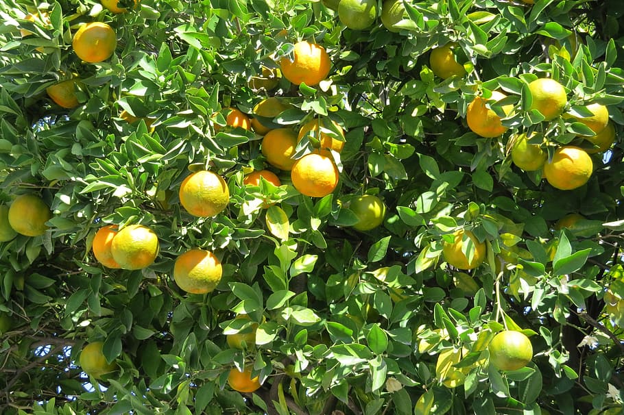 tangerine, citric, tree, fruit, vegetable, orange, nature, food, healthy, orchard