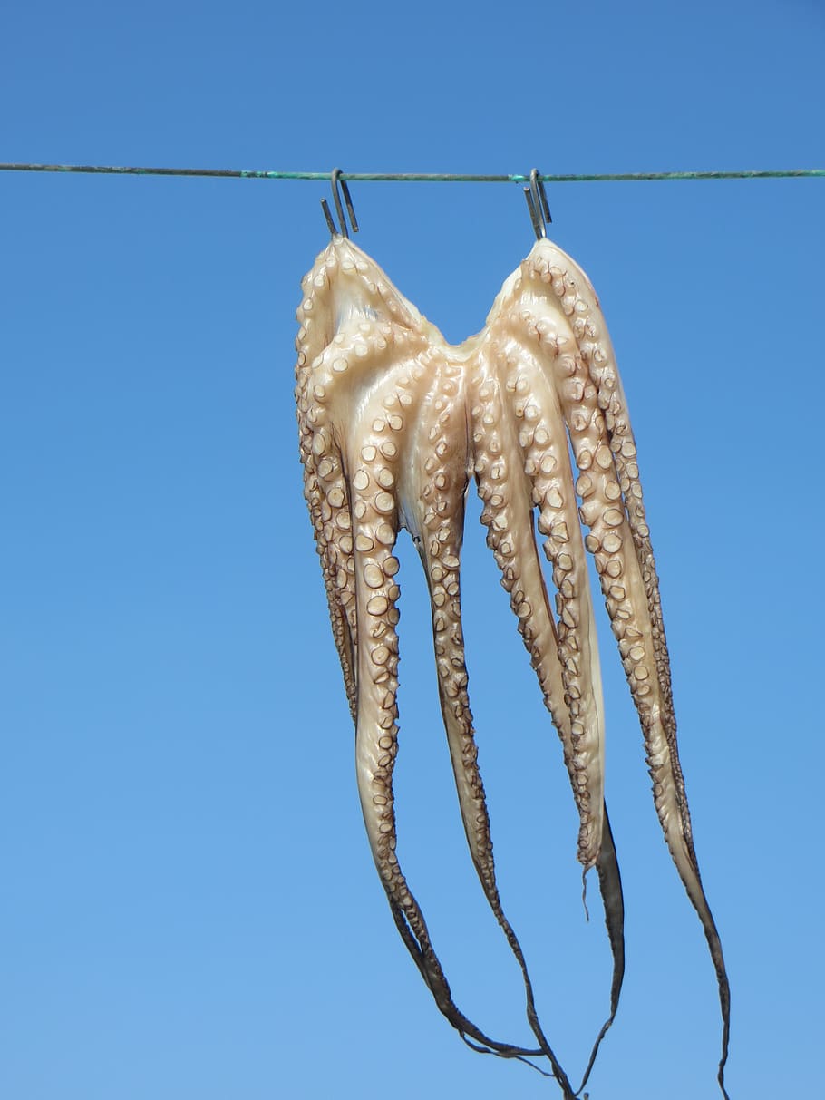 octopus, clothes line, animals, hanging, blue, sky, clear sky, low angle view, nature, drying