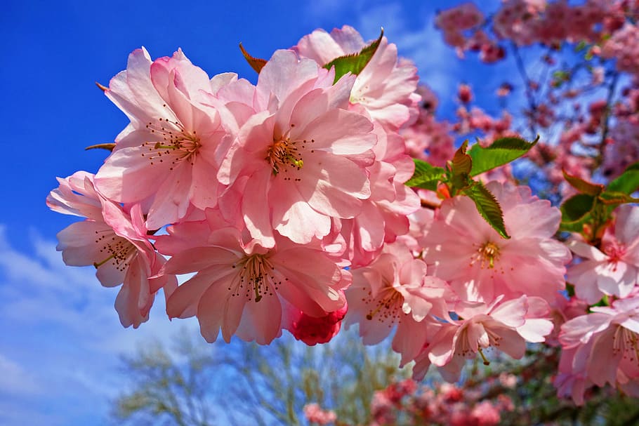 selectivo, foto, cerezo, flores, flor de cerezo, flor, sakura, japonés,  floración de primavera, primavera | Pxfuel