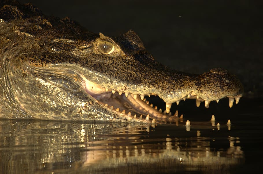 crocodile, venezuela, llanos, orinoco crocodile, animal, reptile, marsh, one animal, animal themes, animals in the wild