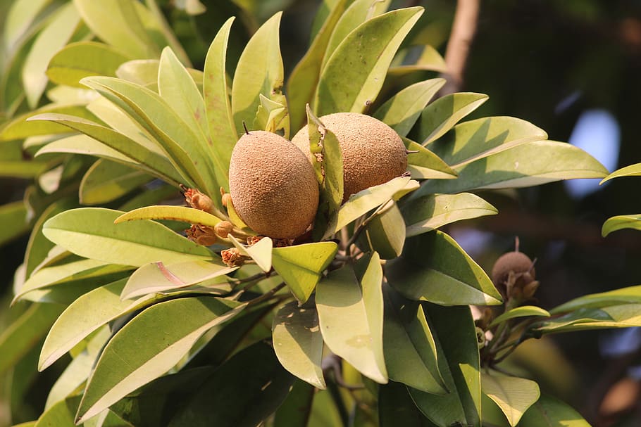 sapodilla, chiku, fruit, plant, long lived, evergreen, leaf, plant part, healthy eating, growth