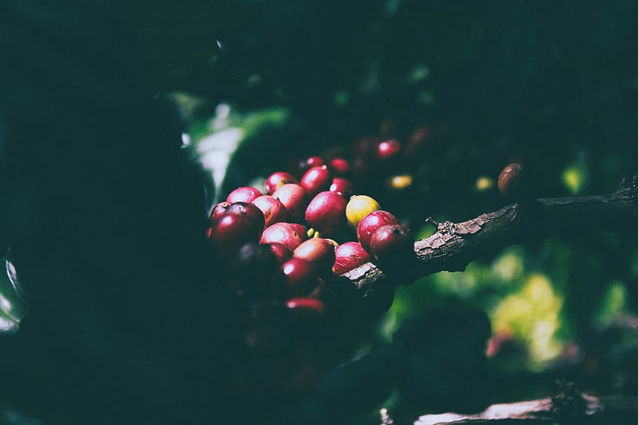 selective, focus photography, coffee beans, red, berry, fruit, surrounded, green, leafs, cherry