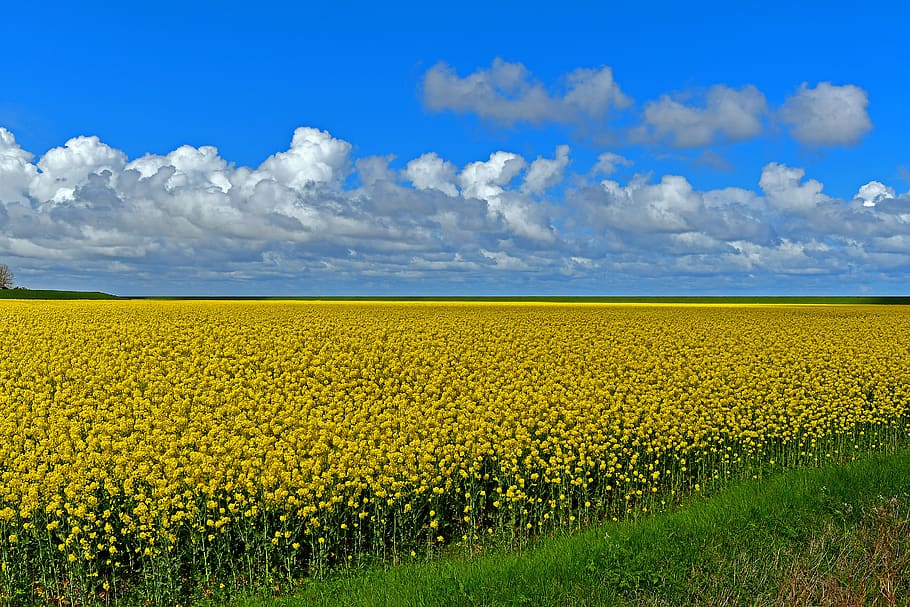 field of rapeseeds, yellow, sky, oilseed rape, spring, rape blossom, agriculture, flower, field, beauty in nature