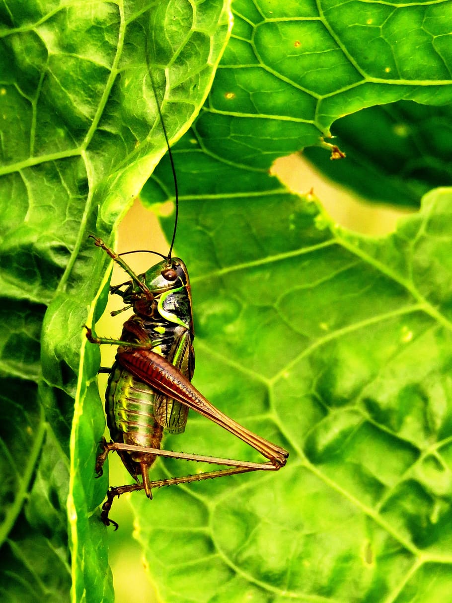 grasshopper, green, jump, hop, invertebrate, insect, one animal, animal  themes, animal wildlife, animals in the wild | Pxfuel