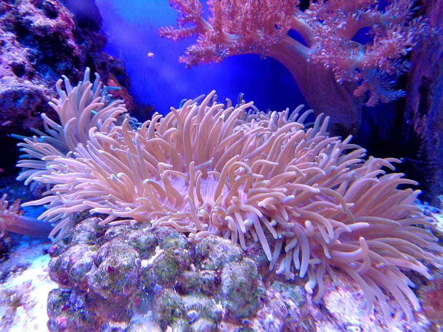pink, red, coral, reefs, red coral, coral reefs, cay, aquarium, sea, reef