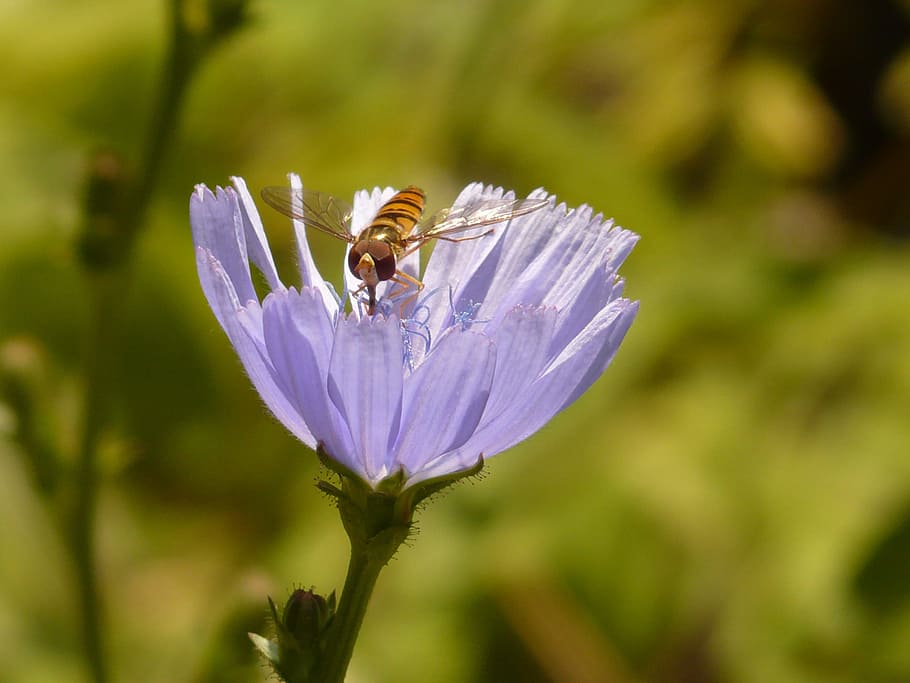 florea musim dingin, terbang, hoverfly, sawi putih umum, sawi putih, bunga, mekar, biru muda, violet, sawi putih biasa