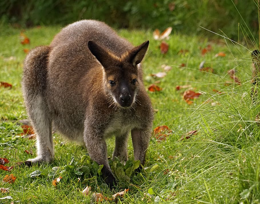 kangaroo, graze, zoo, mammal, marsupial, animal, wildlife, wallaby, nature, australia