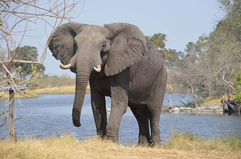 gray, elephant, standing, leafless tree, africa, wildlife, nature, animal, big, trunk