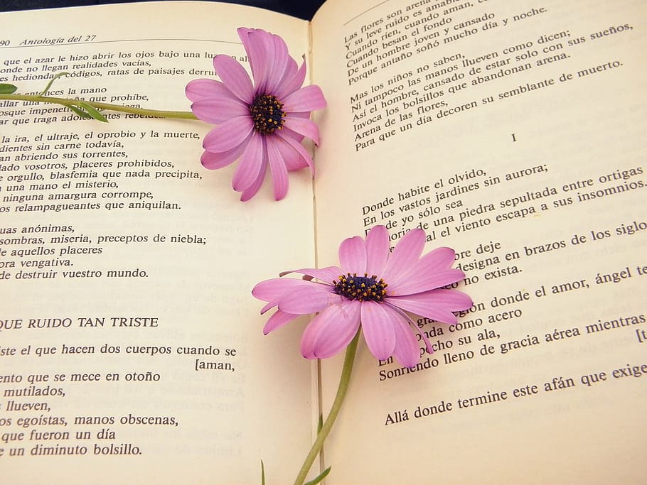 paper, flower, nature, flora, summer, leaf, retro, love, book, daisy