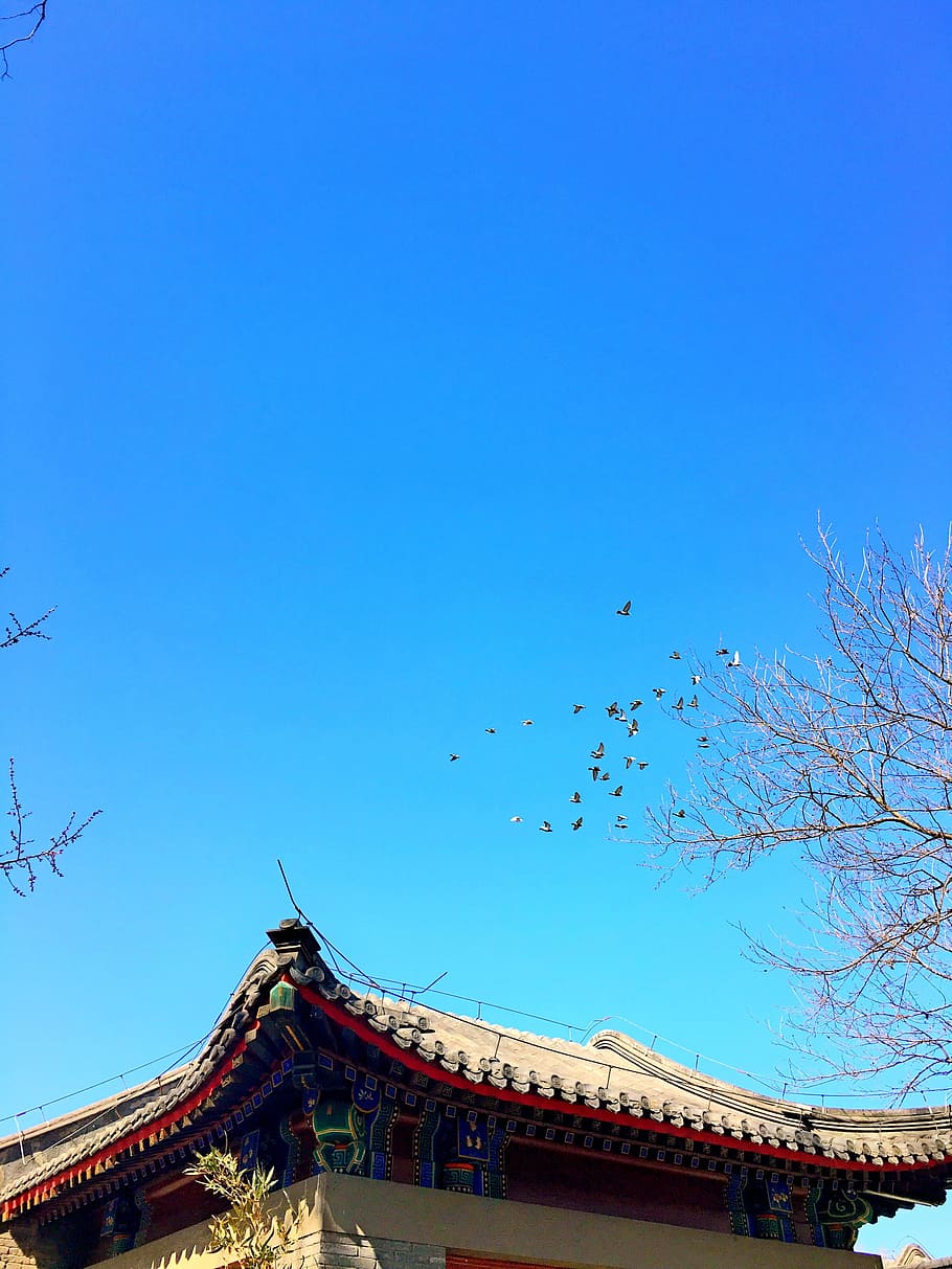 beijing university, hong kong institute of, the scenery, sky, architecture, built structure, blue, low angle view, clear sky, building exterior