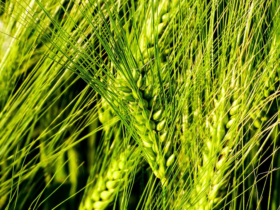 wheat, by chaitanya k, grain, field, wheat ear, greenish-yellow, wheatfield, nature, mood, cornfield