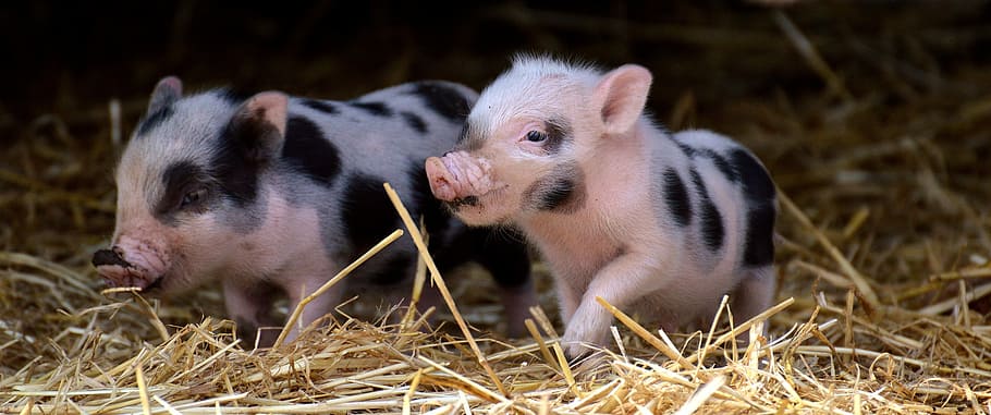babi putih dan hitam, babi, babi kecil, mini, lucu, manis, bermain, tema hewan, hewan, kelompok hewan