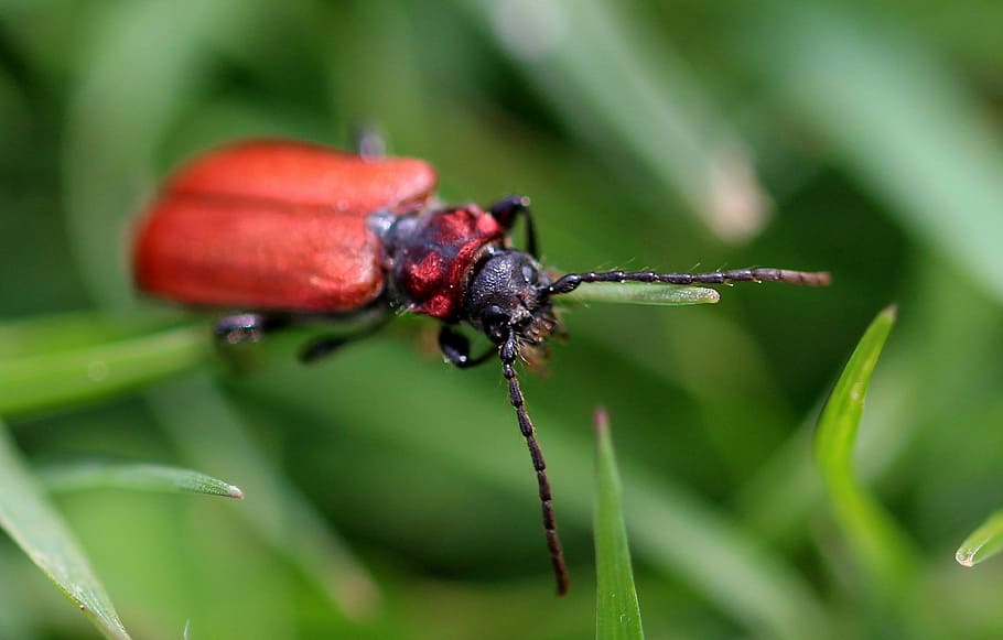 Longhorn Beetle, Cerambycidae, escarabajo, cuerpo plano, banda ancha, cubierta de ala roja, granate, insecto, brillante, sonda