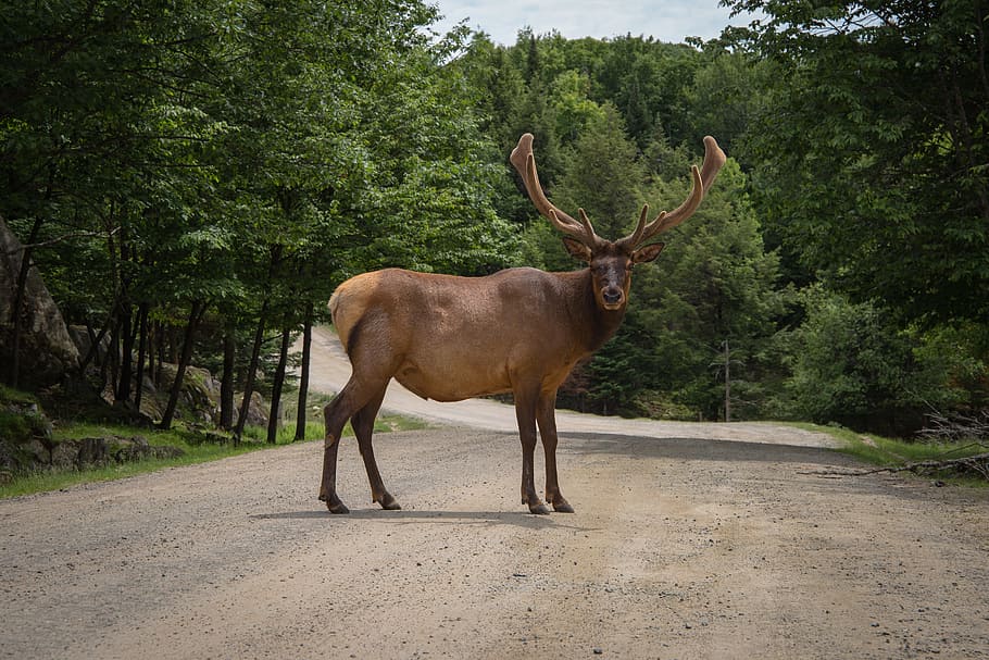 brown, moose, gray, pavement, trees, daytime, animal, wildlife, deer, forest