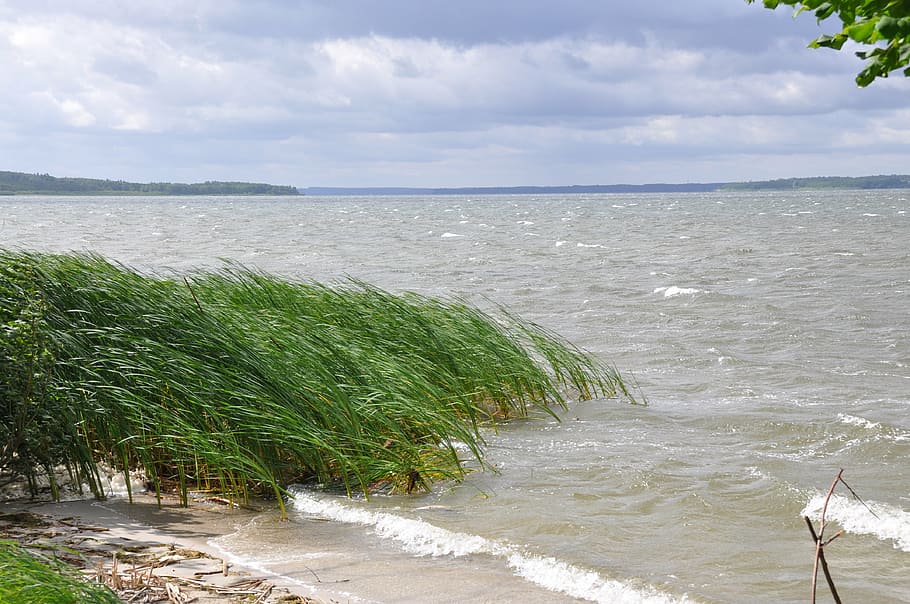 waves of storm, plauer see, reed, mecklenburgische seenplatte, nature, sky, water, old schwerin, sea, beach