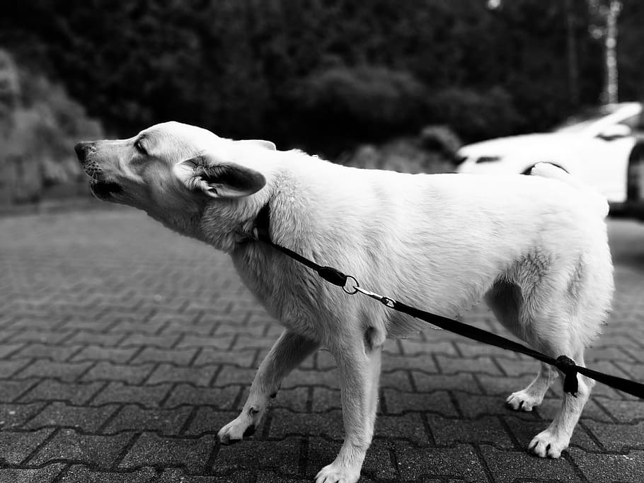 grayscale photography, dog, leash, brick pavement, Barking, Dog, Animal, Pet, White, barking, bark