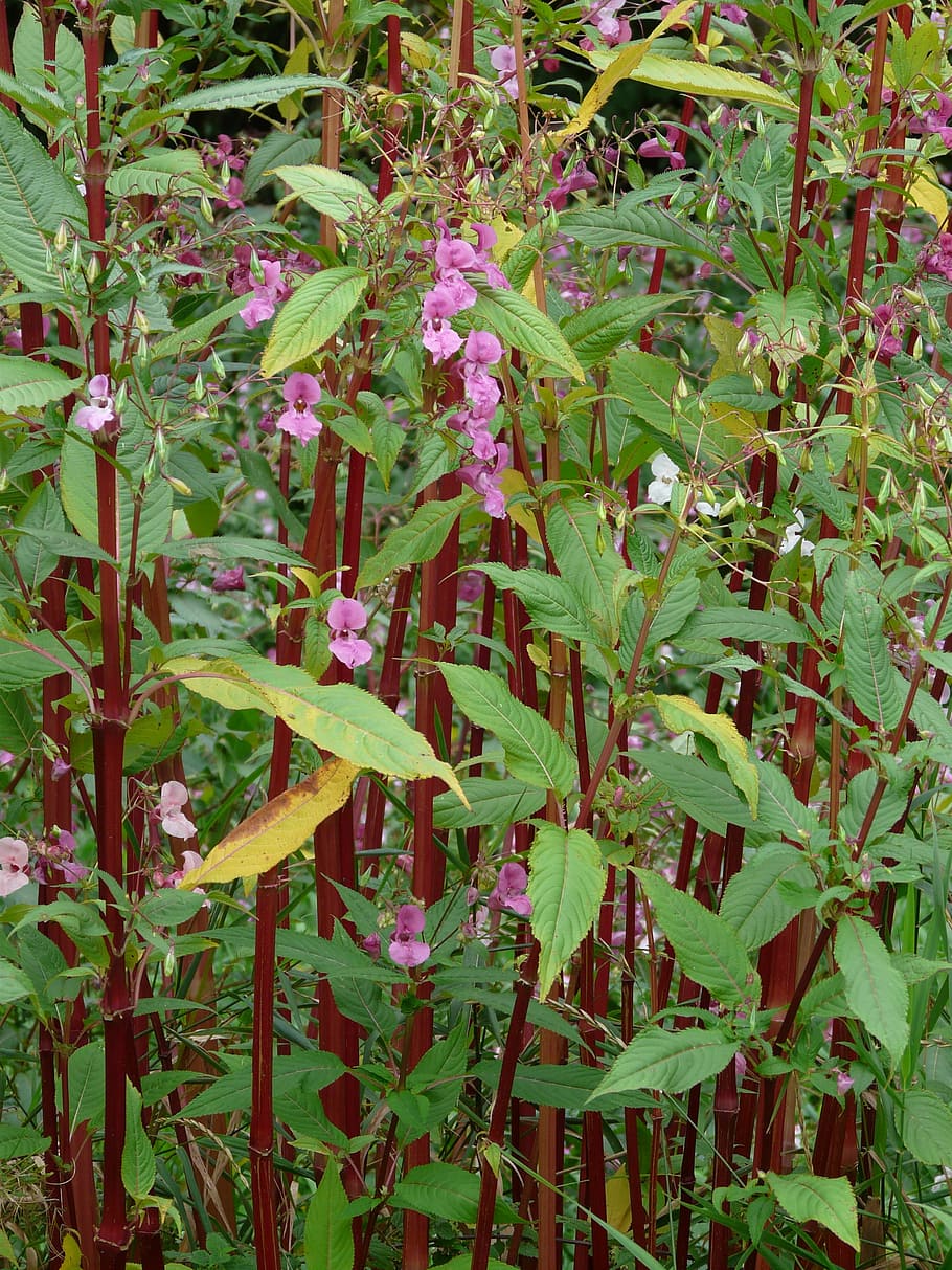 Himalayan Balsam, Stalk, red, plant stems, plant, flower, blossom, bloom, pink, impatiens glandulifera
