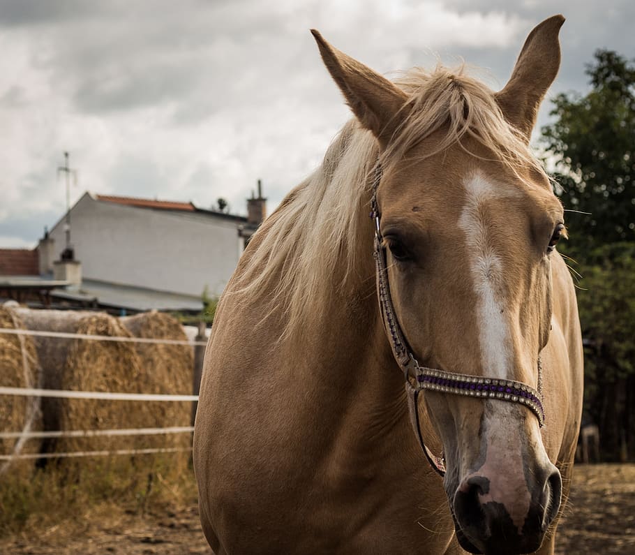 Pen, Range, Animal, Horse, Head, Macro, horse, head, close, detail, close up