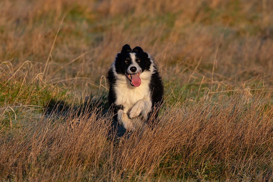 border collie, border collie en campo, perro corriendo, perro blanco y negro, perro en campo de maíz, collie, perro, al aire libre, un animal, animal