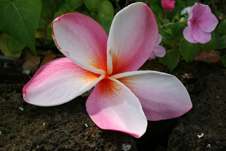 Hawaii, Kauai, Tropical, Nature, paradise, flower, pink color, petal, close-up, growth