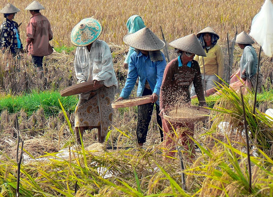 grupo, agricultores, em pé, campo de arroz, durante o dia, indonésia, bali, arroz, colheita, vinhedo