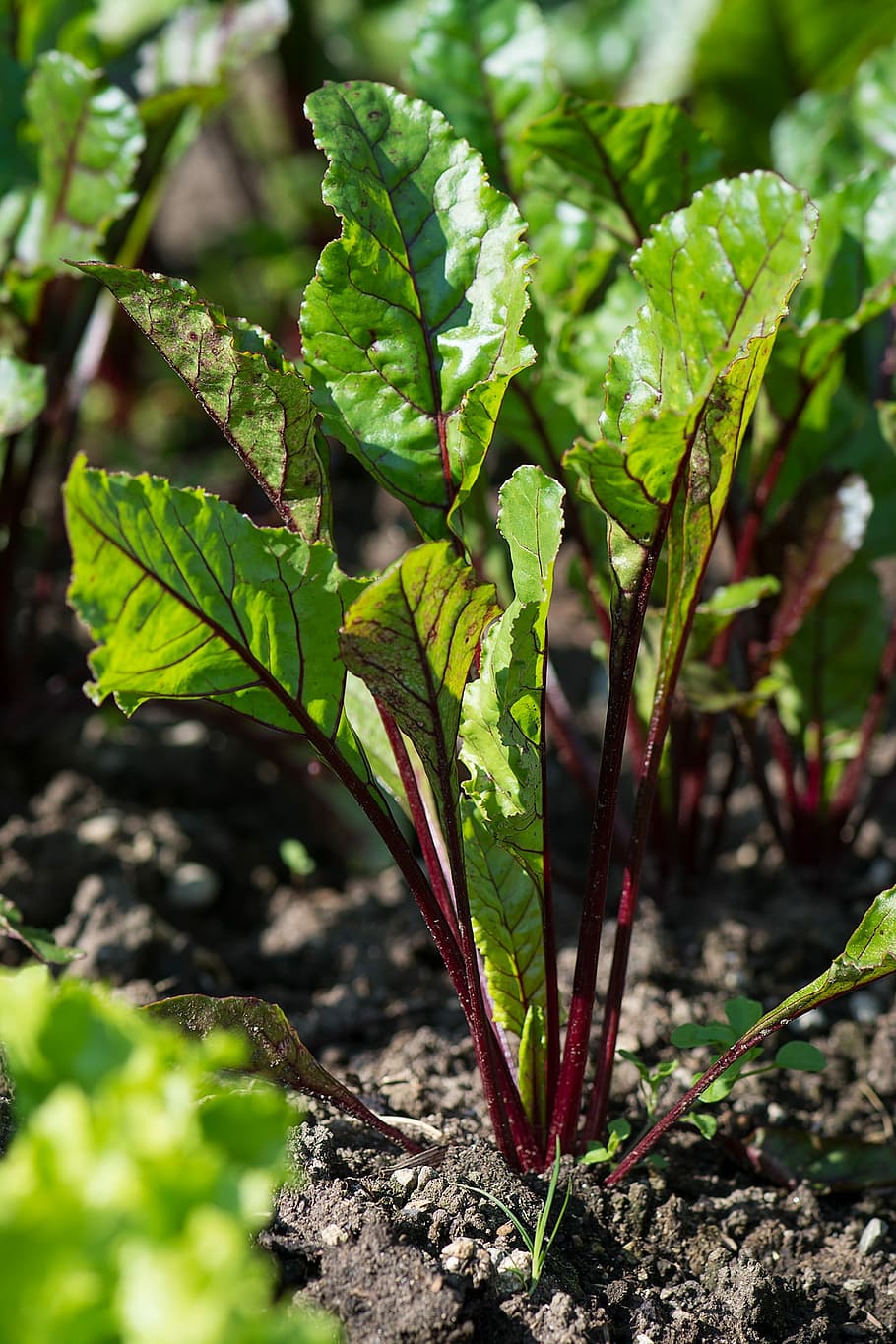 Beetroot, Beet, Edge, Foxtail, Plant, the edge, foxtail plant, garden, in the garden, green