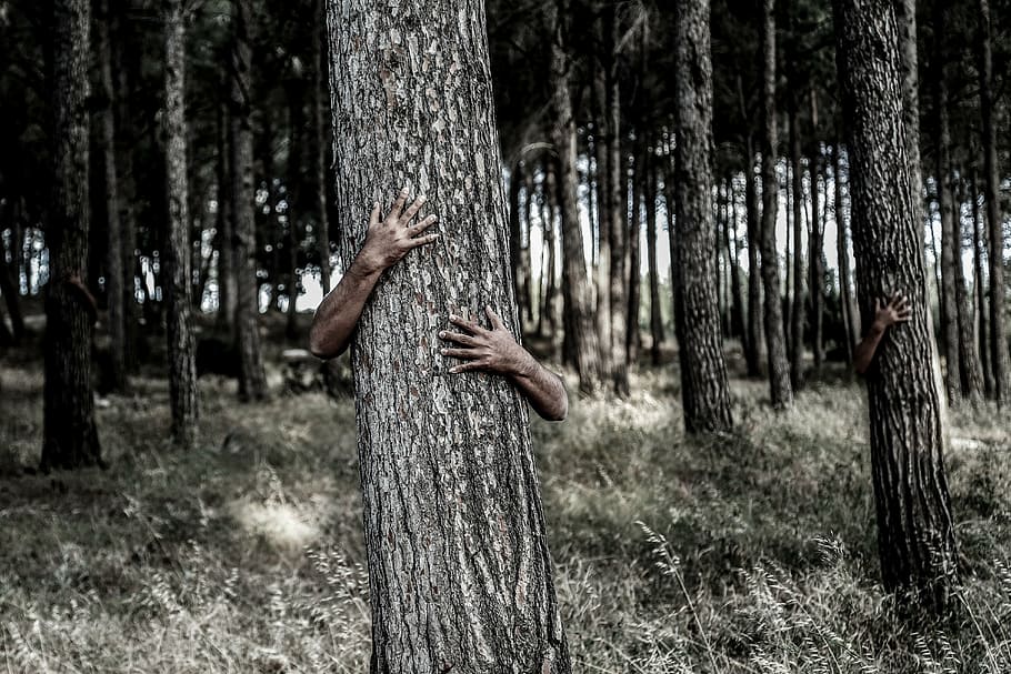person, holding, tree trunk photo, hiding, tree, hands, camouflage, invisible, hidden, forest