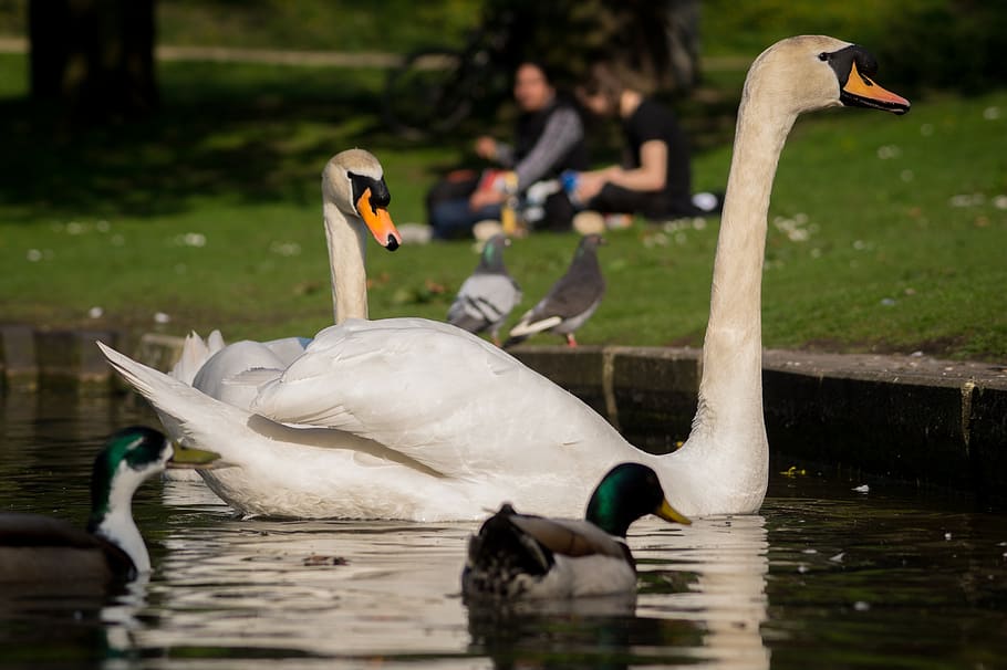 swans, ducks, birds, water, pond, lake, bird, animals in the wild, vertebrate, animal themes