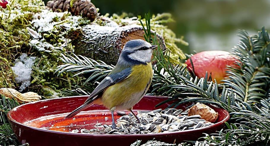 yellow, belly, white, short-beaked bird, top, red, bowl, nature, bird, songbird