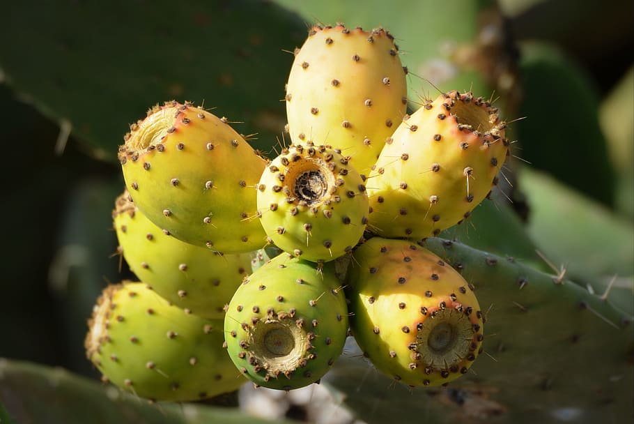 close, neon-green cactus, neon-green, cactus, cactus figs, fruit, nature, prickly pear cactus, close-up, growth