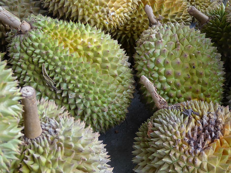 Durian, Java, Indonesia, fruta, comida, Asia, color verde, no hay gente, primer plano, comida y bebida