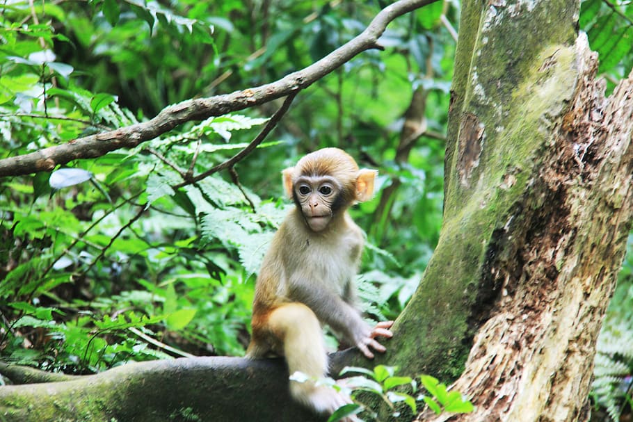 zhangjiajie, macaco, árvores, primata, temas de animais, animais selvagens, mamífero, animal, árvore, um animal