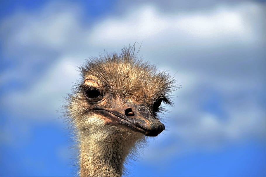 the ostrich, ostrich head, beak, fluff, bird, stupid, grimace, flightless, head, view