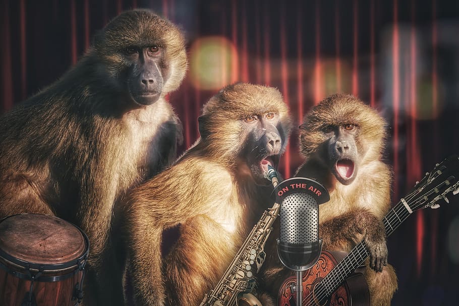 ape, monkeys band, monkey gang, animal, music, band, musician, stage, entertainment, instrument