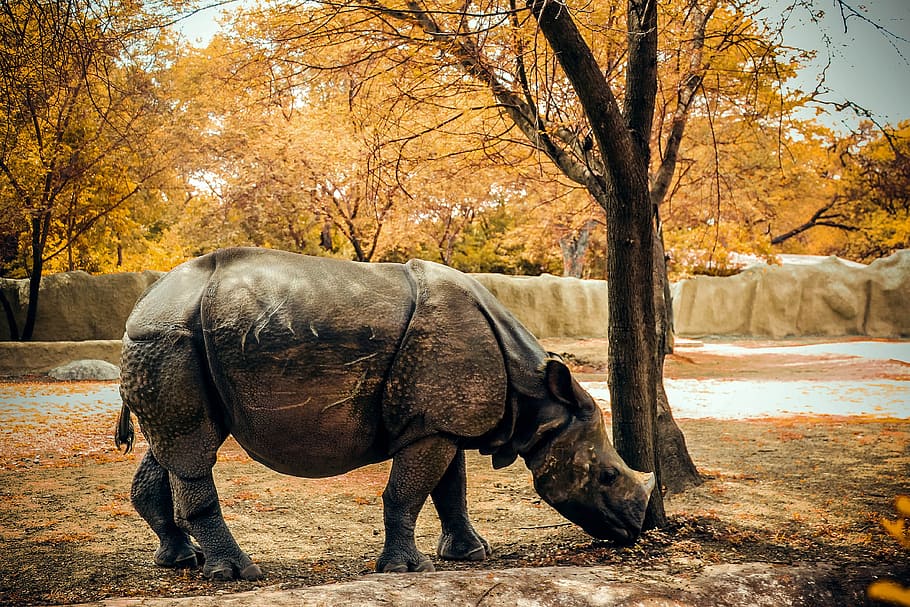 rinoceronte gris, rinoceronte, naturaleza, animal, salvaje, vida silvestre, África, mamífero, safari, zoológico