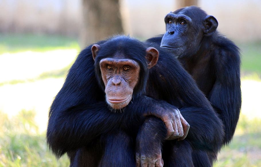 two, black, chimpanzee photo, chimpanzee, monkey, apes, sitting, wildlife, mammal, primate