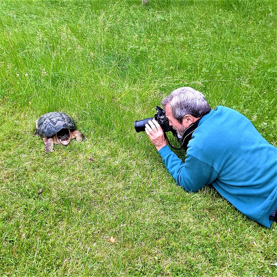 photographing snapping turtle, closeup, snapping turtle, male, photographer, snapper, female turtle, crawling, sharp teeth, strong