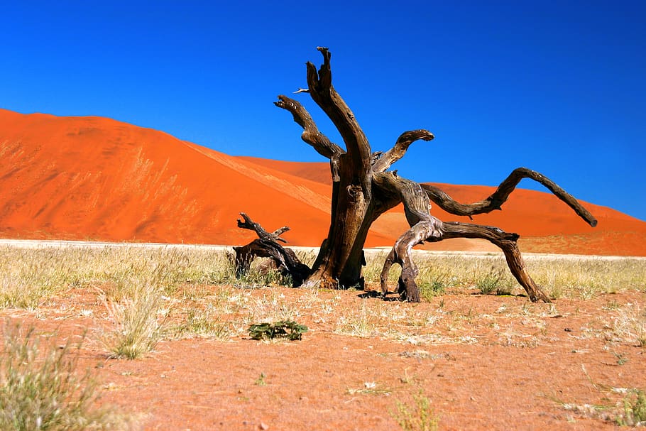gurun, namib, sossusvlei, namibia, afrika, pasir, alam, bukit pasir, lanskap, kering