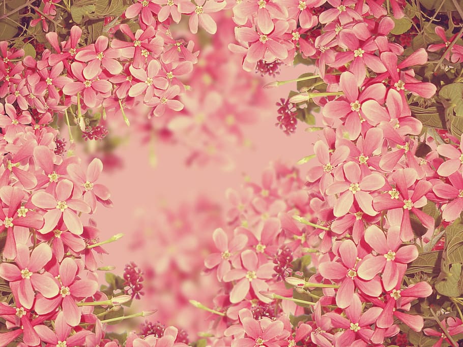 close-up photography, pink, 5-petaled, 5- petaled flowers, bloom, close up, flowers, background, texture, floral