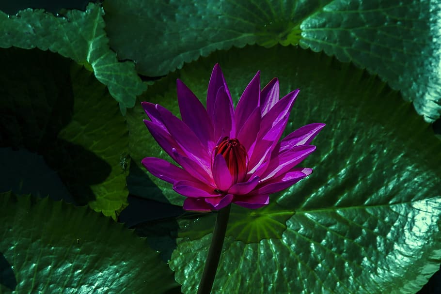 Lotus Flower, Water Lily, Plant, Aquatic, floral, exotic, blooming, natural, pond, petal