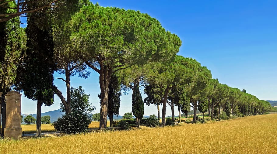 green tree lot, cypress, tuscany, italy, pine, avenue, landscape, sky, fields, tree
